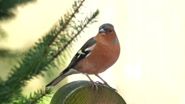 Buchfink, Fringilla coelebs, 17002.mp4
