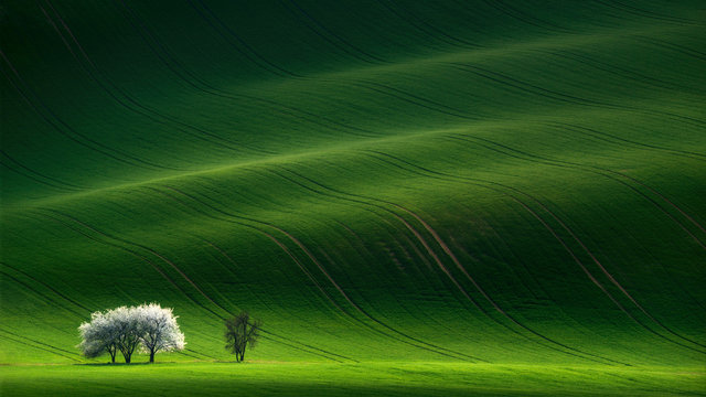 White spring flowering trees on a background of green hill, which is highlighted by the setting sun. Rolling hills with fields and trees suitable for backgrounds or wallpapers