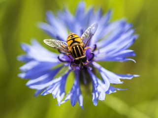 syrphidae sits on a cornflower flower, close-up