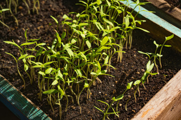 small green tomato seedling
