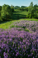 Fototapeta na wymiar Amazing beautiful spring landscape of blooming grass