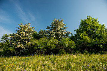 Amazing spring landscape and a flowering hawthorn tree
