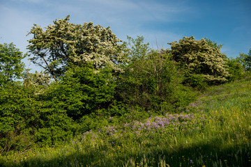 Obraz premium Amazing spring landscape and a flowering hawthorn tree