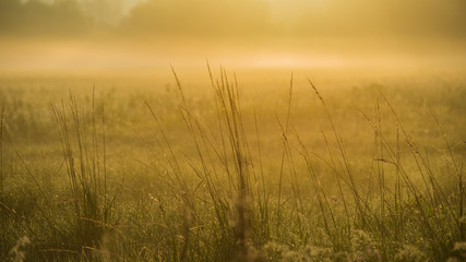 Fototapeta na wymiar Amazing spring landscape and misty meadow