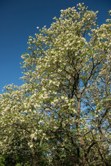 Surprisingly beautiful flowering acacia branches against the sky