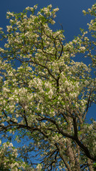Surprisingly beautiful flowering acacia branches against the sky