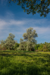 Fototapeta na wymiar Amazing spring landscape meadow