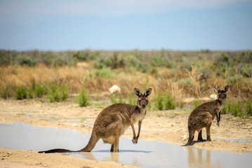 Two kangaroos cool down in a pond during warm weather in Mungo National Park, Australia