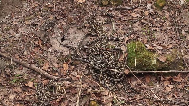 Group of red sided garter snake Thamnophis sirtalis parietalis mating in Narcisse, Manitoba, Canada.