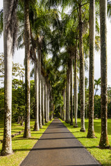 DSC05759_Königspalmenallee