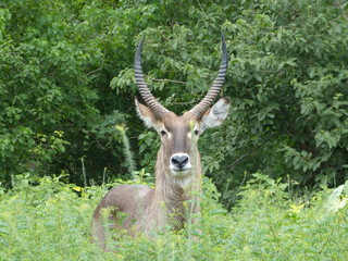 Kudu in Kruger national park
