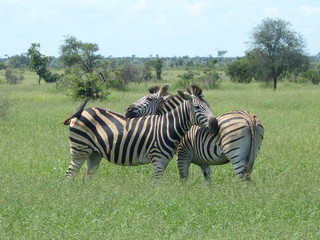 Zebras in Kruger national park