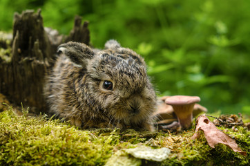 Little bunny. Leveret among fallen leaves and mushrooms. Newborn rabbit in the wild. - 140771957