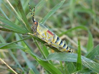 Locust in Kruger national park