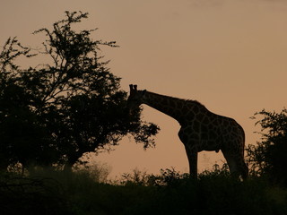 Giraffe at sunset in Kruger national park