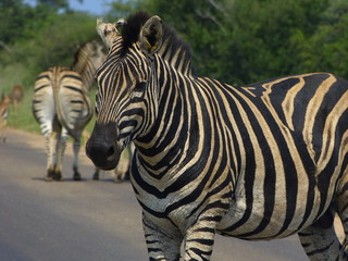 Zebras in Kruger national park