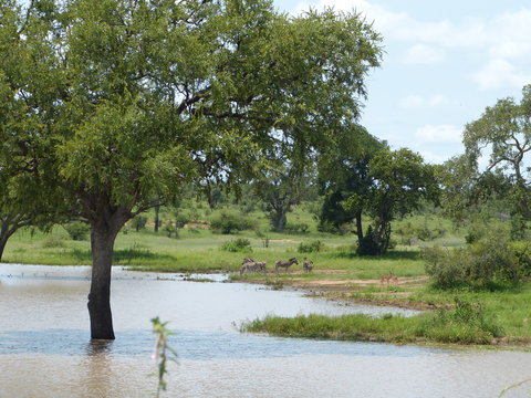 Zebras and Impalas in Kruger national park