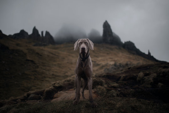Weimaraner dog standing on grassy landscape