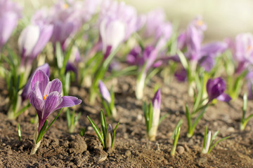 flowers of spring / Lilac blooming crocus on a background of a flower bed on a sunny day 