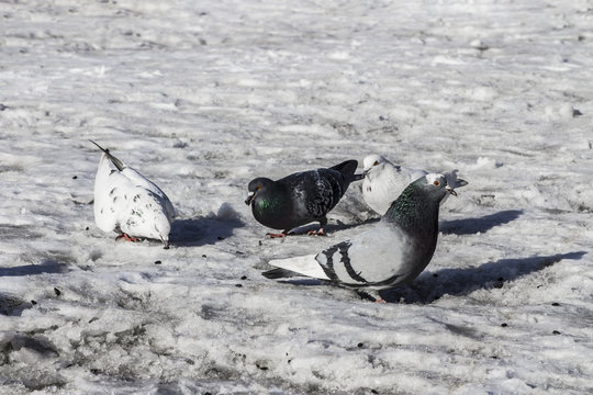 dove fed in snow