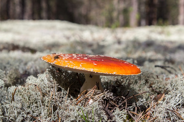 Bright red wild poisonous, psychoactive and medicinal Fly Agaric mushrooms, Amanita muscaria, growing among mosses and reindeer lichens in a forest in Siberia