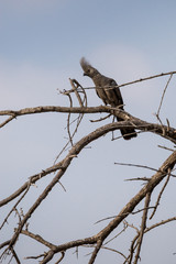 Grey go-away-bird (Corythaixoides concolor) sitting on a Tree, South Africa