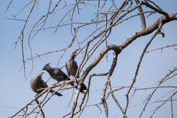 Three Grey go-away-birds (Corythaixoides concolor) sitting on a Tree, South Africa