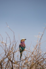 Lilac-breasted roller bird (Coracias caudatus) sitting on a Bush with Thorns, South Africa