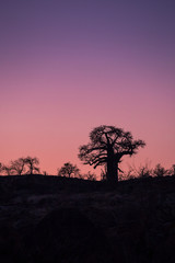 Fototapeta na wymiar Sunset in behind Baobab Tree, South Africa, Africa
