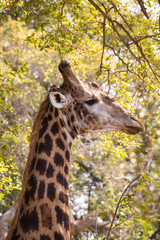 Close-up of Giraffe’s Head between Trees, South Africa, Africa
