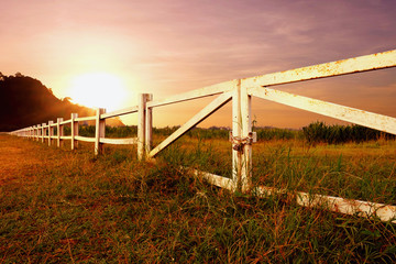 Fototapeta premium landscape of grass field