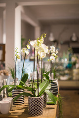 flowers color purple