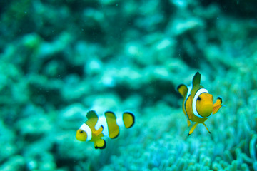 Clownfish,Anemonefish,Wonderful and beautiful underwater world with corals and tropical fish.