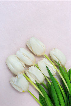Fresh beautiful white tulips lying on a light cloth. Top view. Copy space. Free place for your text. Vertical format. Cut flowers.