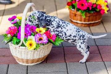 Fototapeta na wymiar Dalmatian dog. Dalmatian puppy