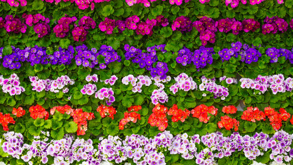 spring flowers.  flowers background