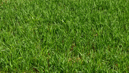 Background of a green grass. Green grass texture