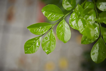 Leaves 