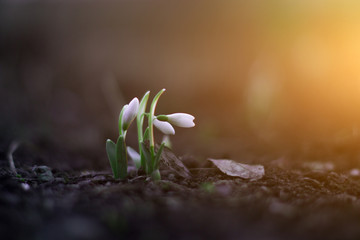 The first flowers of spring snowdrops in the evening forest