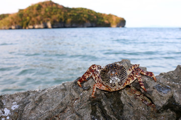 Dead crabs on the rocks by the sea.