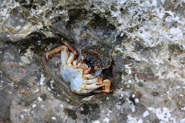 Dead crabs on the rocks by the sea.