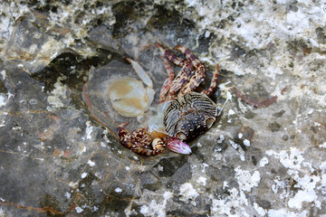 Dead crabs on the rocks by the sea.