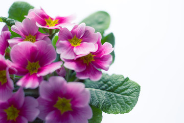 oxlip Flower on a white background