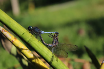 Beautiful long-tail purple dragonfly breeding.  