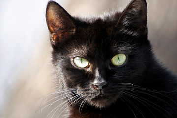 Black cat close up.