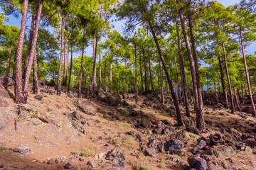 Teide National Park in Tenerife, Spain. pine forest on lava rocks. trees growing on lava.