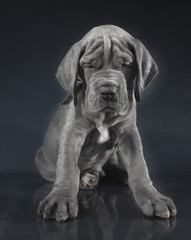 Fototapeta na wymiar Purebred puppy with lots of wrinkles