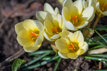 Spring flower yellow crocus