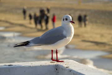 Seagull sitting on the pier