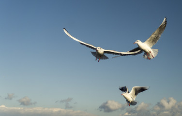 Seagulls flying on blue sky